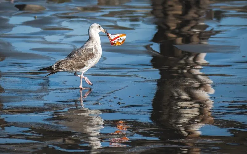 Bird holding trash in water.