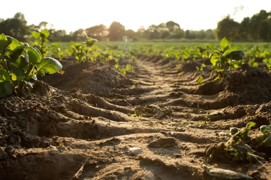 Composted food waste