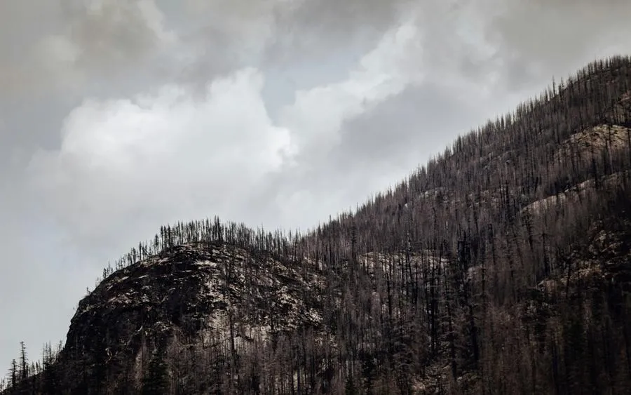 Fire damaged hillside with burnded trees and smoky sky.